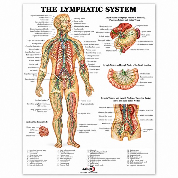 Lymphatic System Chart